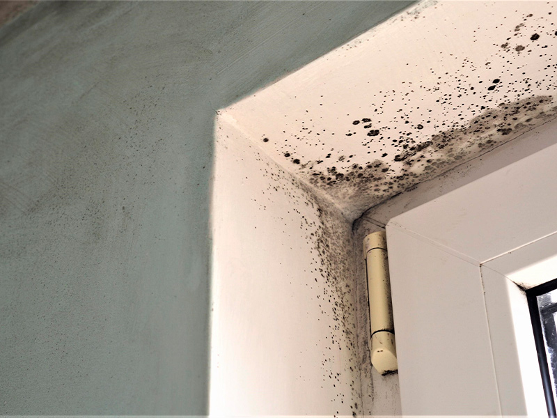 mold-growth-in-the-wall-Kissimmee-FL.jpg